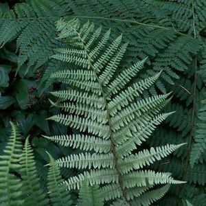 Meet your Posher, Posh